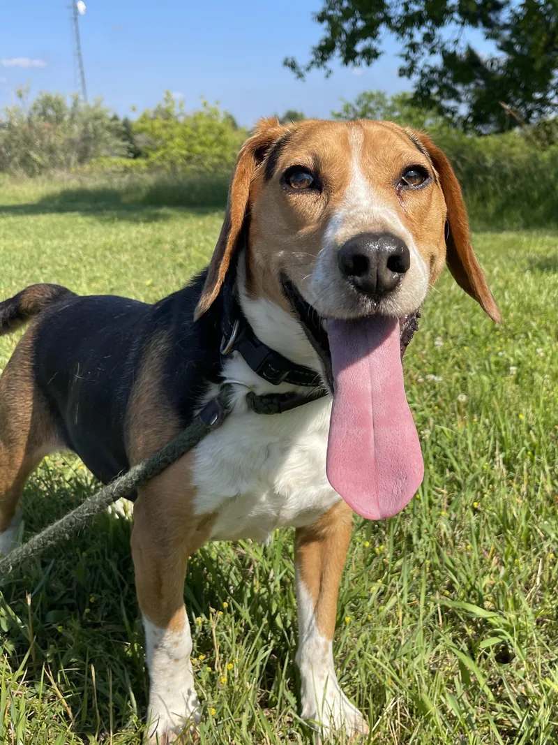 An adult medium-sized male Tricolor (Brown, Black, & White) Beagle dog named Ranger for adoption in Allegan, MI