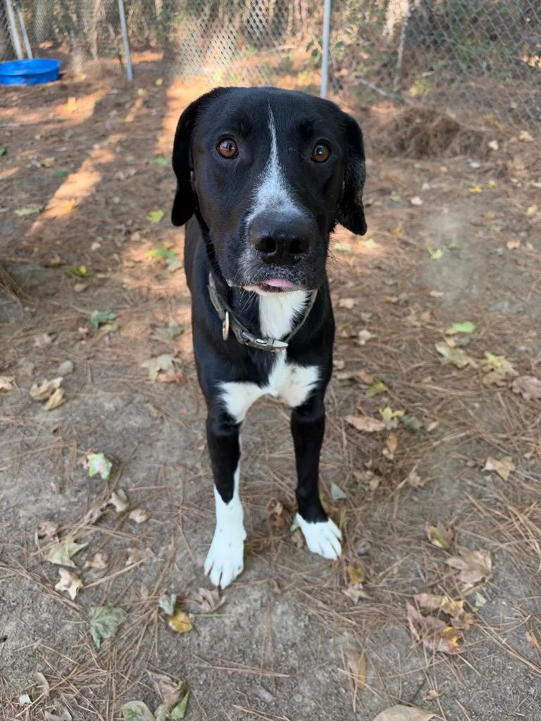 An adult large-sized male Labrador Retriever dog named Ryder for adoption in Little Rock, AR