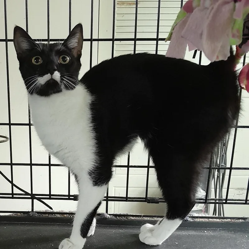 A young medium-sized female Black Domestic Short Hair cat named Matty for adoption in Boston, MA