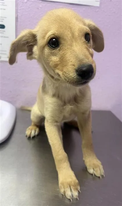 A baby small-sized female Yellow / Tan / Blond / Fawn Mixed Breed dog named 60993418 for adoption in El Paso, TX