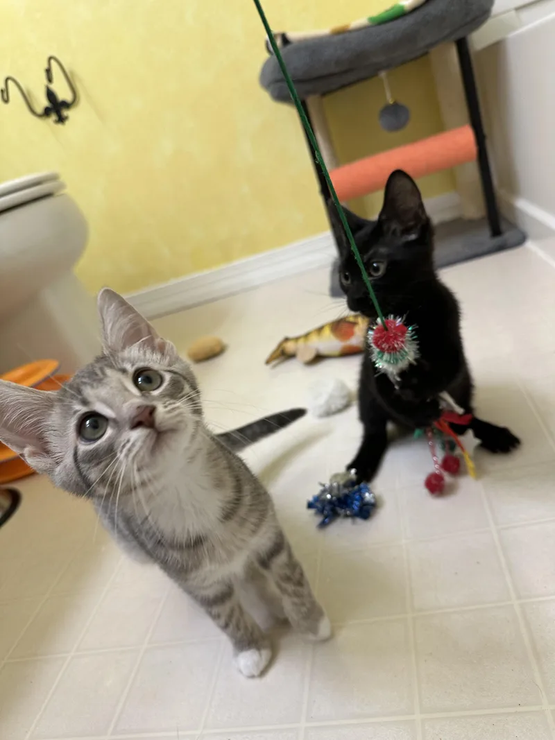 A baby medium-sized female Gray & White Domestic Short Hair cat named Omelette for adoption in Elkton, MD