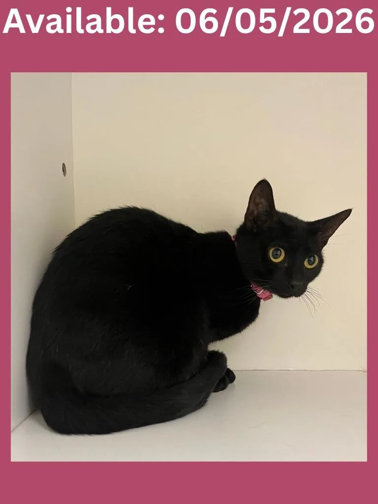 A young medium-sized female Domestic Short Hair cat named Cat Condo for adoption in Greenville, TX