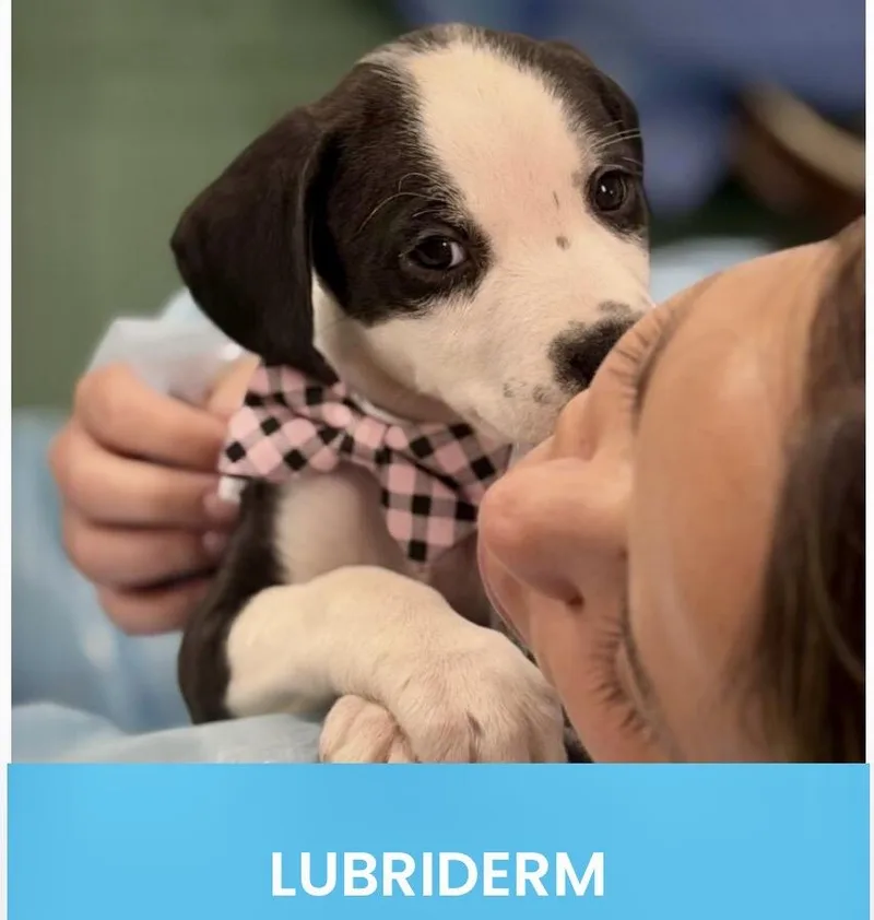A baby medium-sized female Tricolor (Brown, Black, & White) American Staffordshire Terrier dog named Lubiderm for adoption in Monson, MA