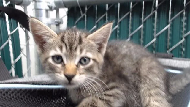 A baby medium-sized female Domestic Short Hair cat named A for adoption in Downey, CA