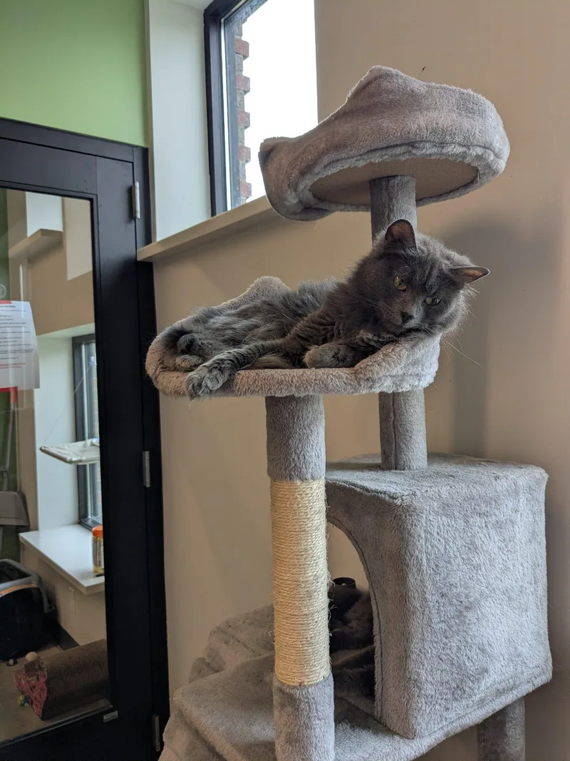 An adult medium-sized male Gray / Blue / Silver Nebelung cat named Eleanor & Rigby for adoption in Evanston, IL
