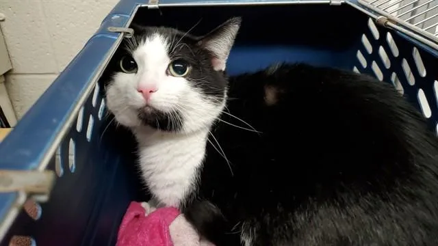 A young large-sized male Domestic Short Hair cat named Old Fashioned for adoption in Aurora, IL
