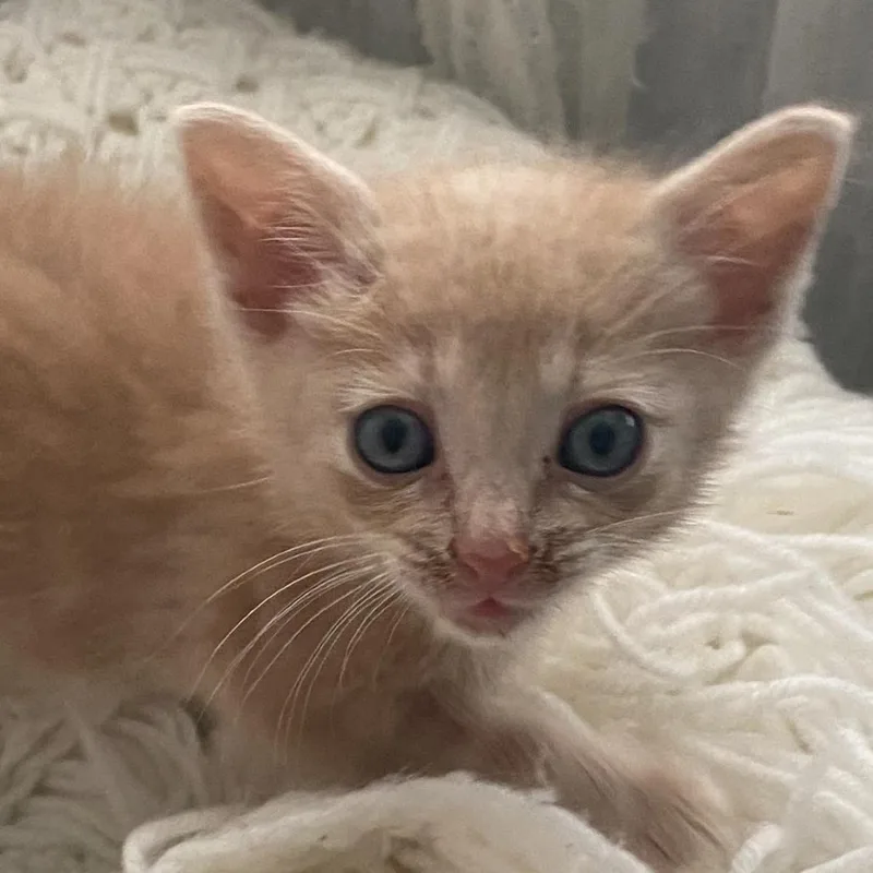 A baby small-sized male Buff / Tan / Fawn Domestic Short Hair cat named Doc for adoption in Chattanooga, TN
