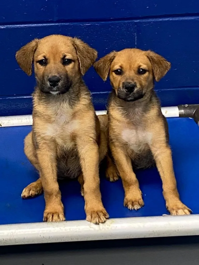 A baby medium-sized female Terrier dog named Posie for adoption in Hartsville, SC