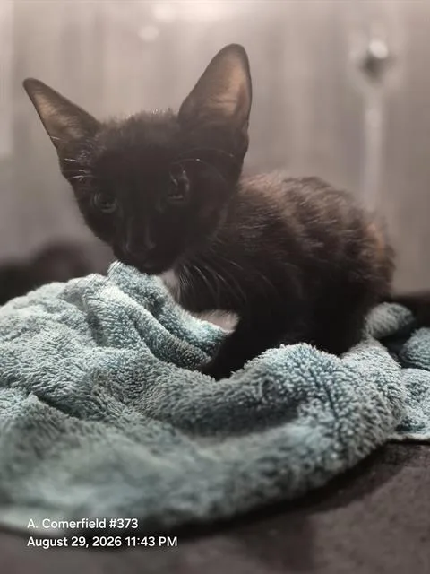 A baby small-sized male Domestic Short Hair cat named Ricky for adoption in San Antonio, TX
