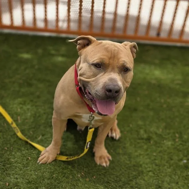 An adult large-sized male Pit Bull Terrier dog named Bosa for adoption in Las Vegas, NV