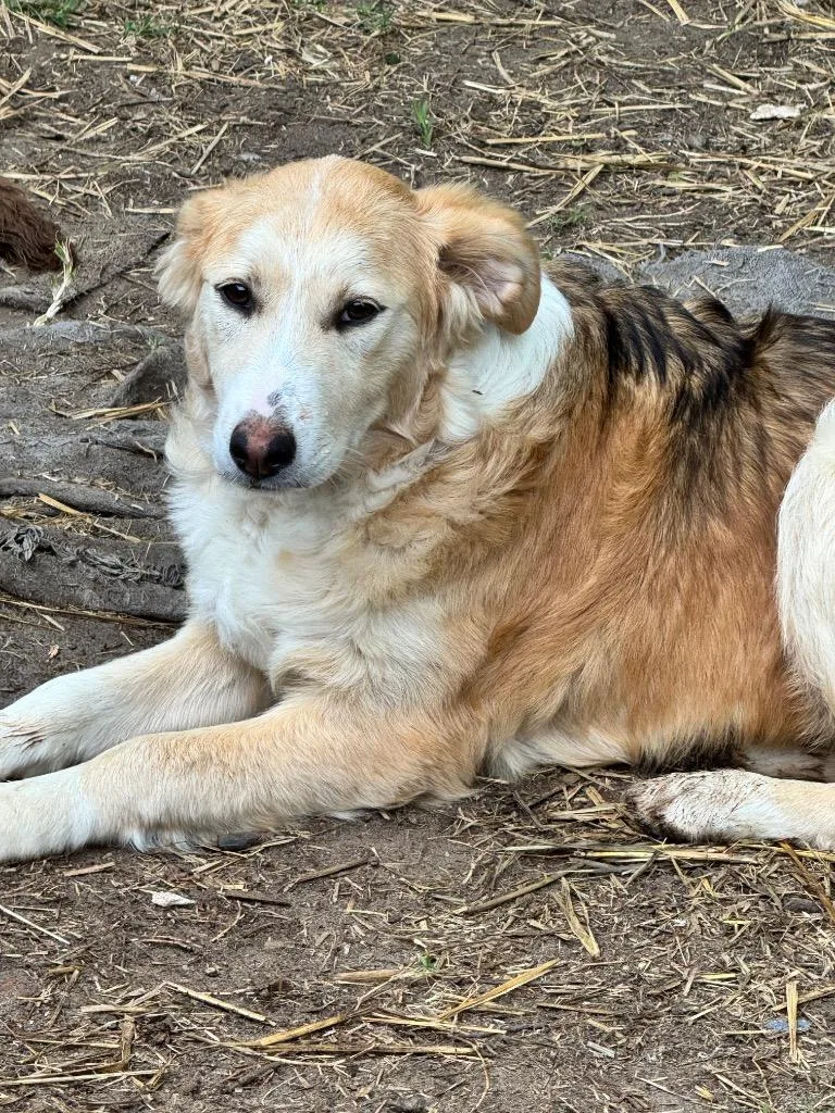 A baby medium-sized female Australian Shepherd dog named Lucille for adoption in Little Rock, AR