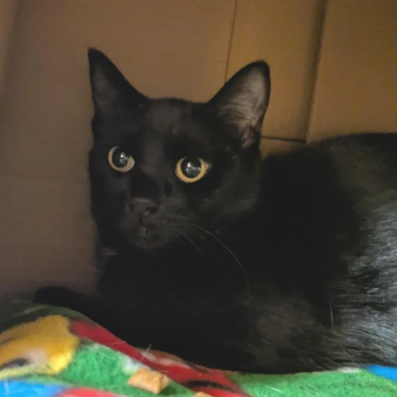 A young medium-sized female Black Domestic Short Hair cat named Helena for adoption in Providence, RI