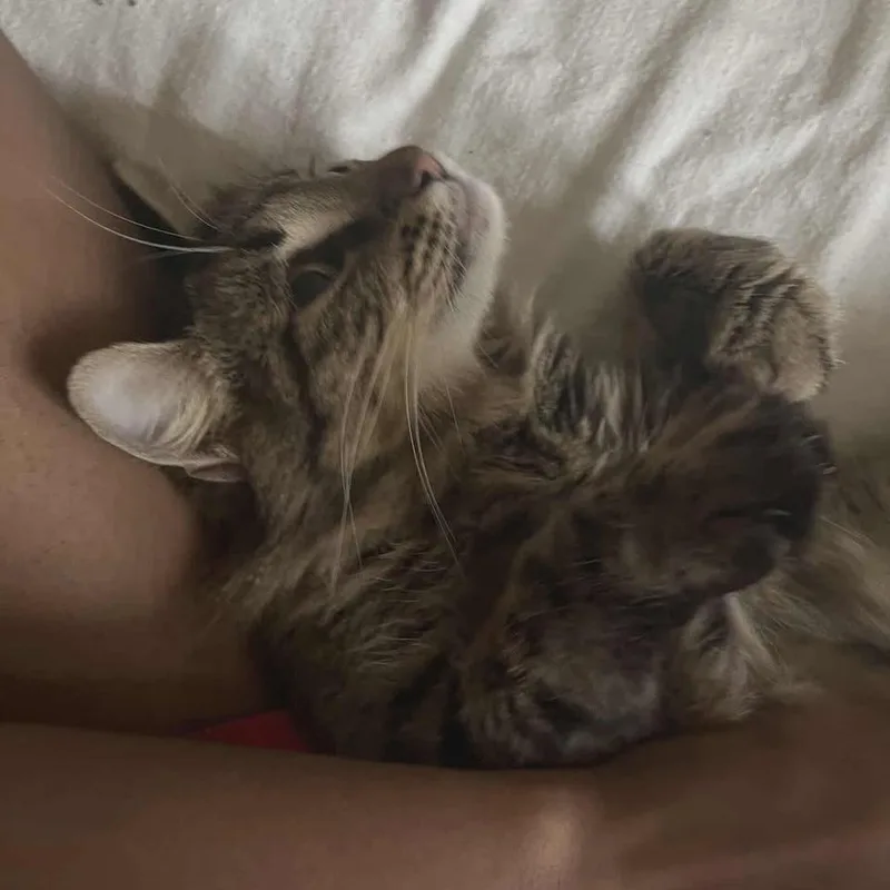 An adult medium-sized female Brown / Chocolate Domestic Short Hair cat named Mittens for adoption in Madison, WI