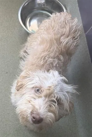 A young small-sized female Poodle dog named Bijou for adoption in San Martin, CA
