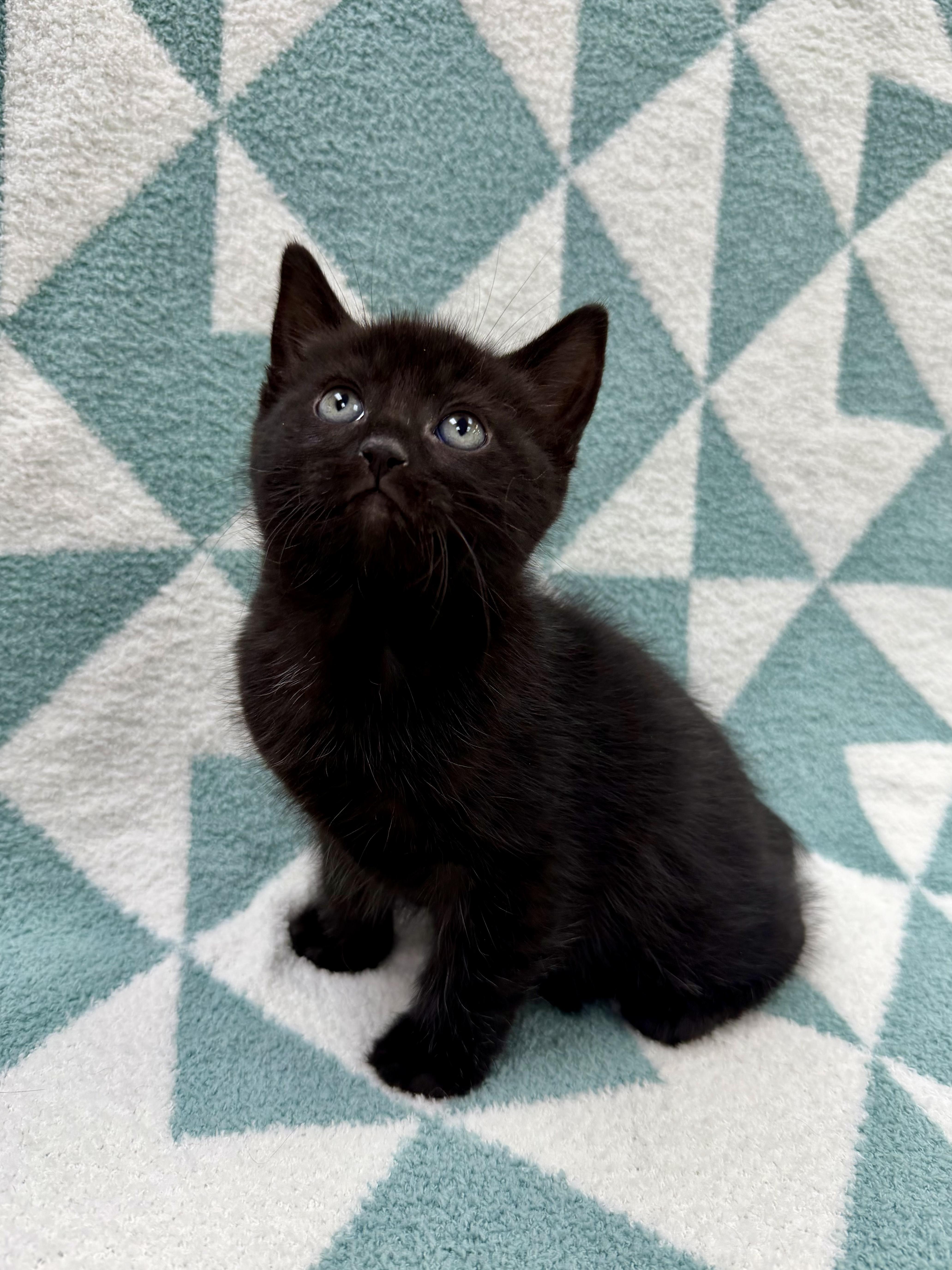 A baby medium-sized male Black Domestic Short Hair cat named Don for adoption in Columbus, OH