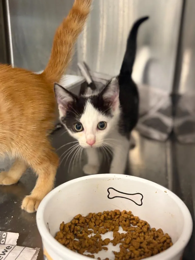A baby medium-sized male Domestic Short Hair cat named Ziggy for adoption in Portland, IN
