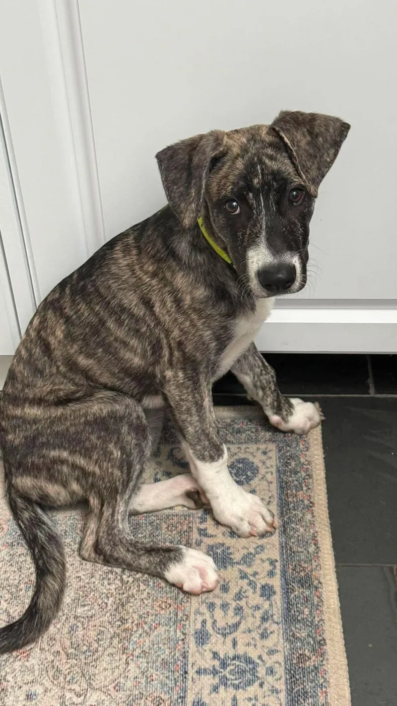 A baby medium-sized male Brindle Labrador Retriever dog named Iggy for adoption in Huntington, NY