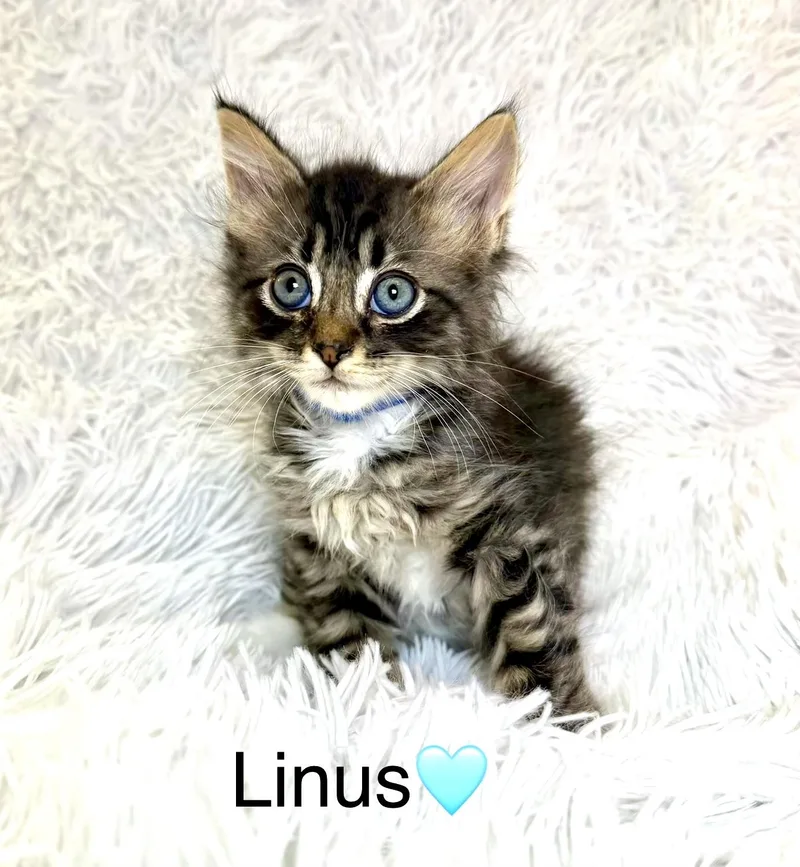 A baby medium-sized male Tabby (Brown / Chocolate) Domestic Medium Hair cat named Linus for adoption in Copley, OH