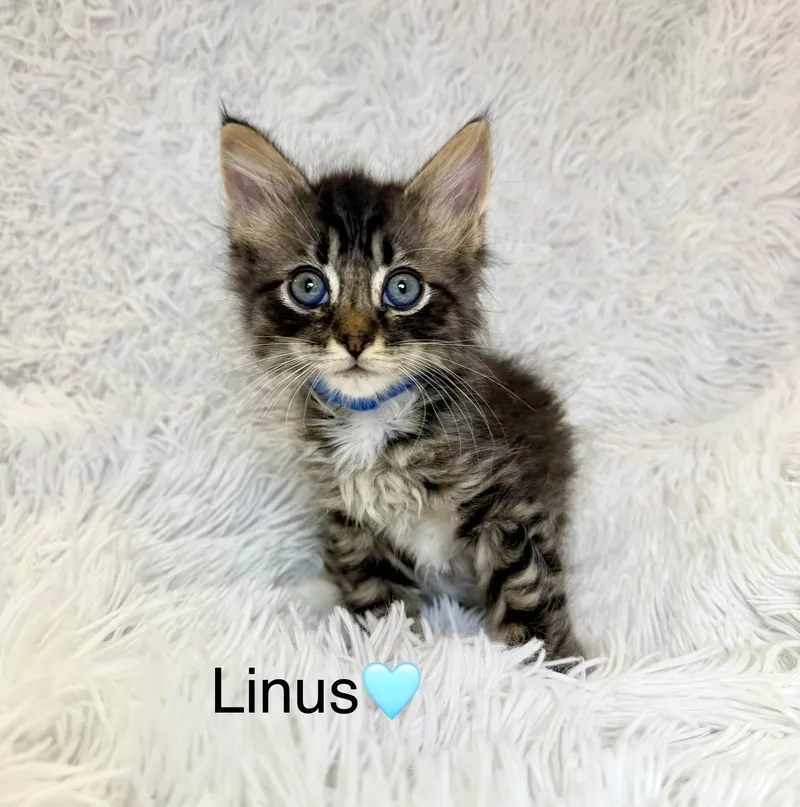 Linus thumbnail 2
