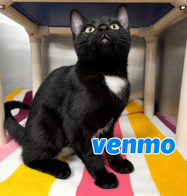 A baby medium-sized female Black & White / Tuxedo Domestic Short Hair cat named Venmo for adoption in Nevada, IA