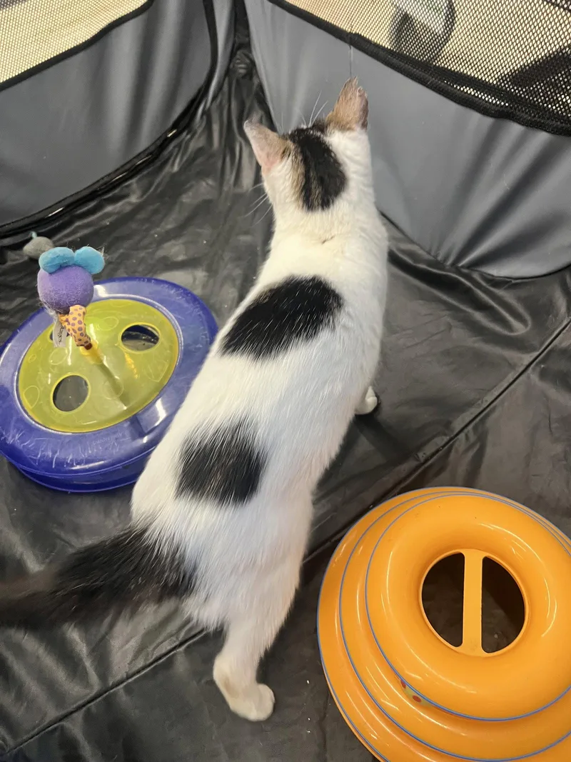 A young medium-sized female Domestic Short Hair cat named Mitzy for adoption in Spring Lake, NJ
