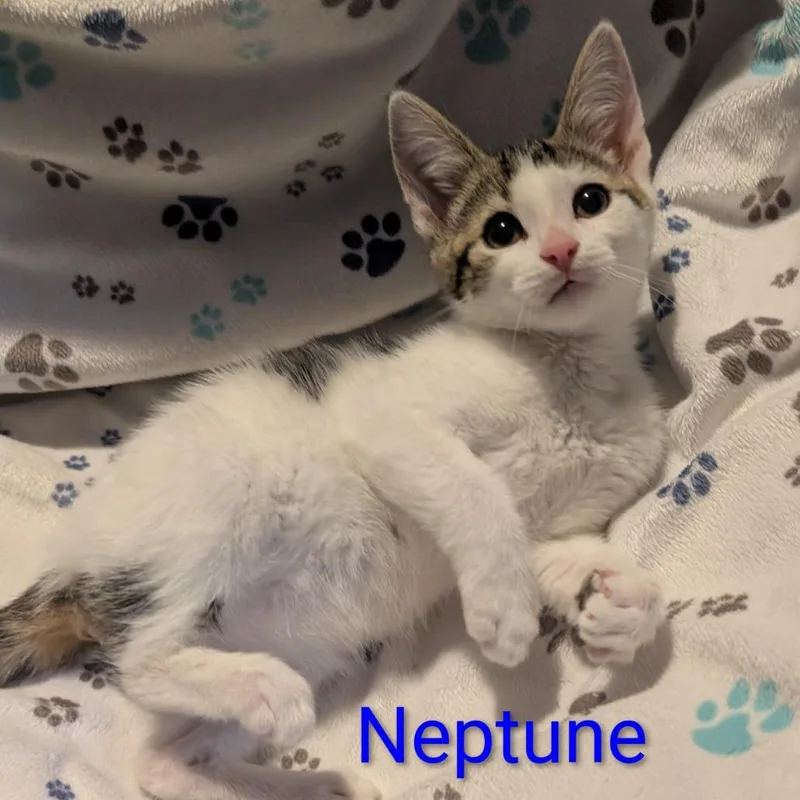 A baby small-sized male Gray / Blue / Silver Domestic Short Hair cat named Neptune for adoption in Carmel, IN
