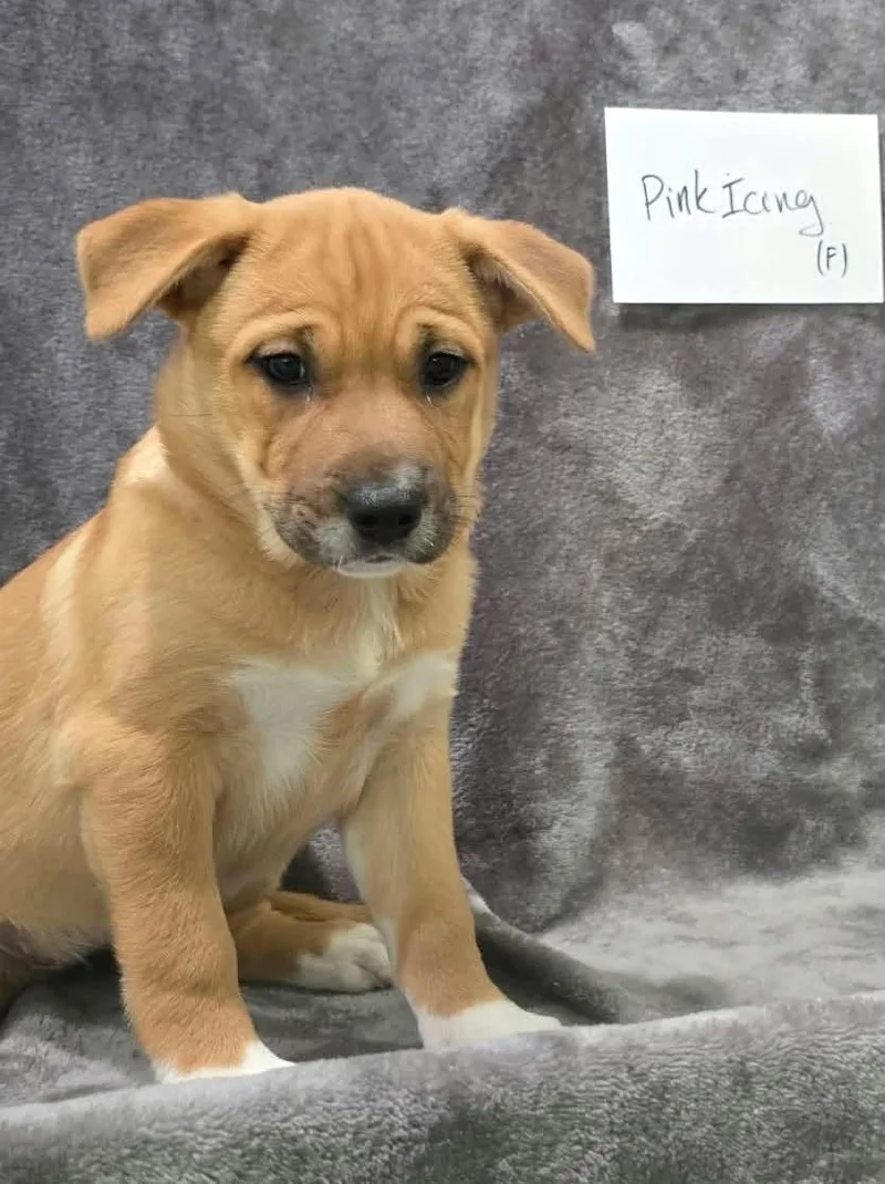 A baby medium-sized female Mixed Breed dog named Pink Icing for adoption in Othello, WA