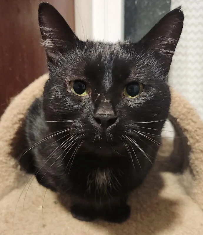 Schnitzel thumbnail 2