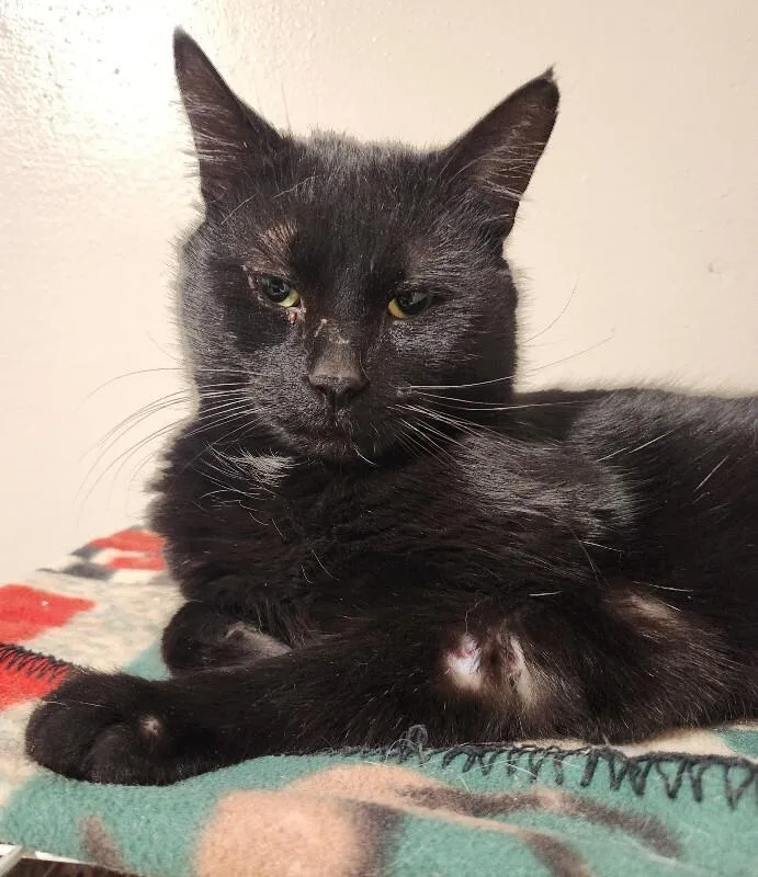 Schnitzel thumbnail 3