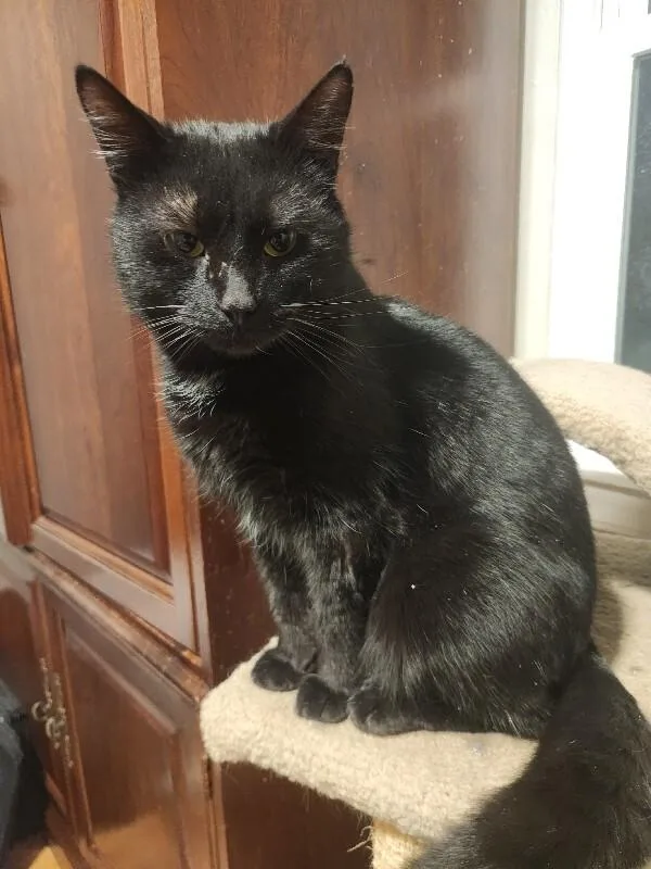 Schnitzel thumbnail 4