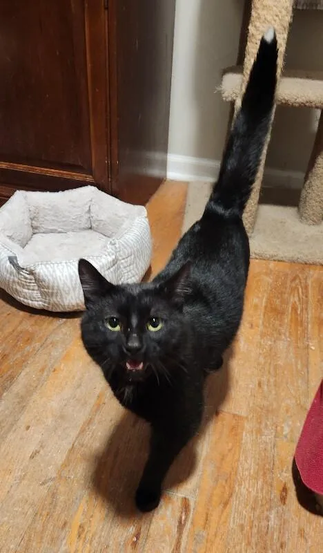 Schnitzel thumbnail 5