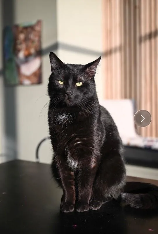 Schnitzel thumbnail 6