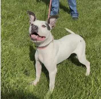 A young medium-sized female White / Cream Pit Bull Terrier dog named Bonnie for adoption in Chillicothe, MO