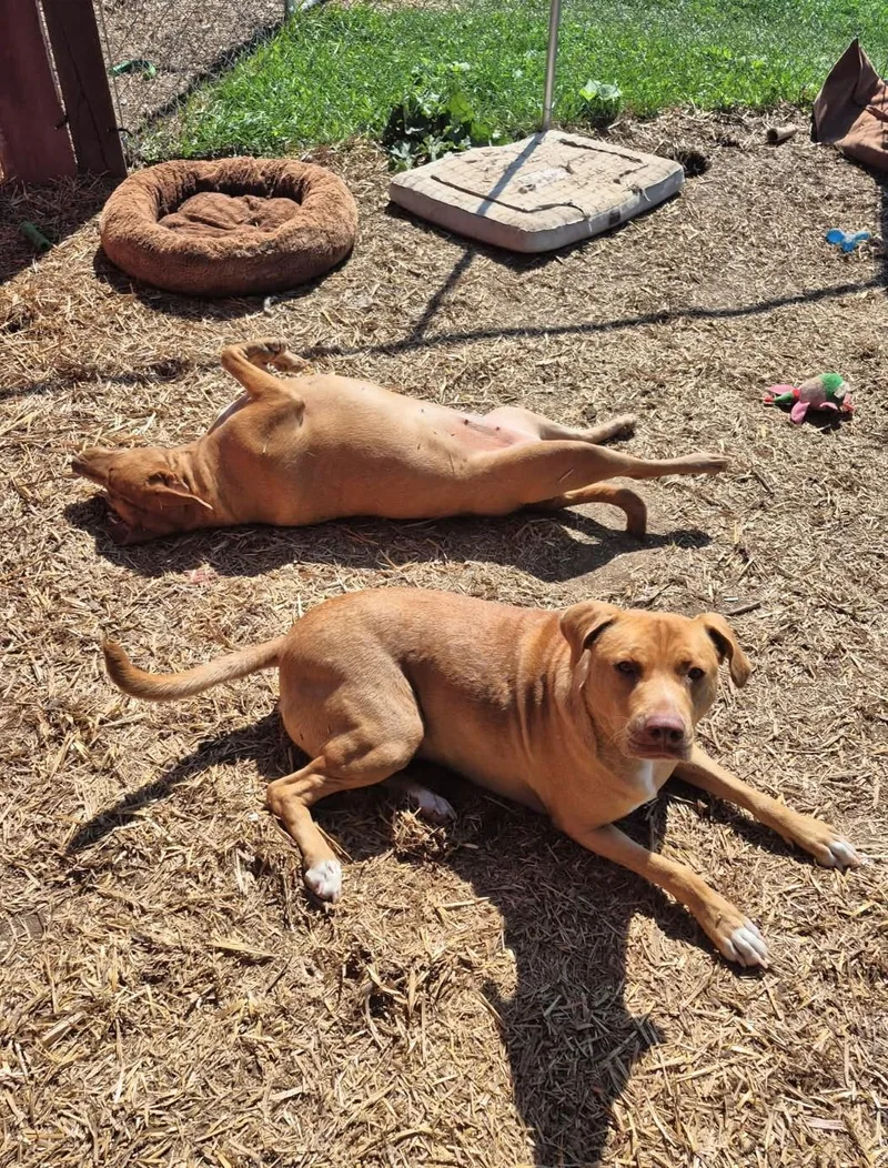 Daisy & Duke thumbnail 3