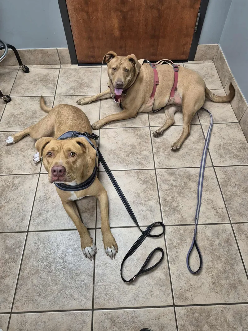 Daisy & Duke thumbnail 5