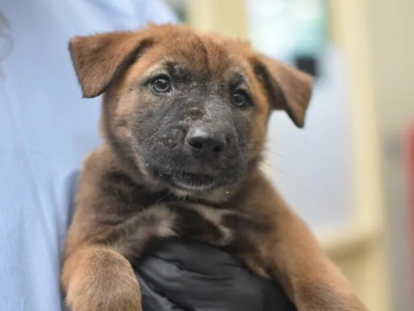 A baby medium-sized female Shepherd dog named Hotdog for adoption in Portland, OR