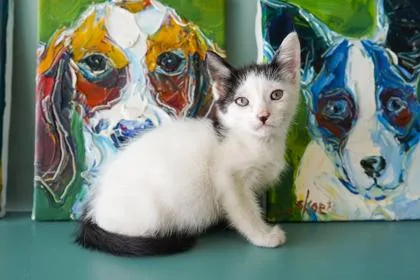 A baby small-sized female Domestic Short Hair cat named Sunkist for adoption in San Antonio, TX