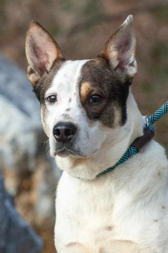 A young medium-sized male Australian Cattle Dog / Blue Heeler dog named Durango for adoption in Johnson City, TN