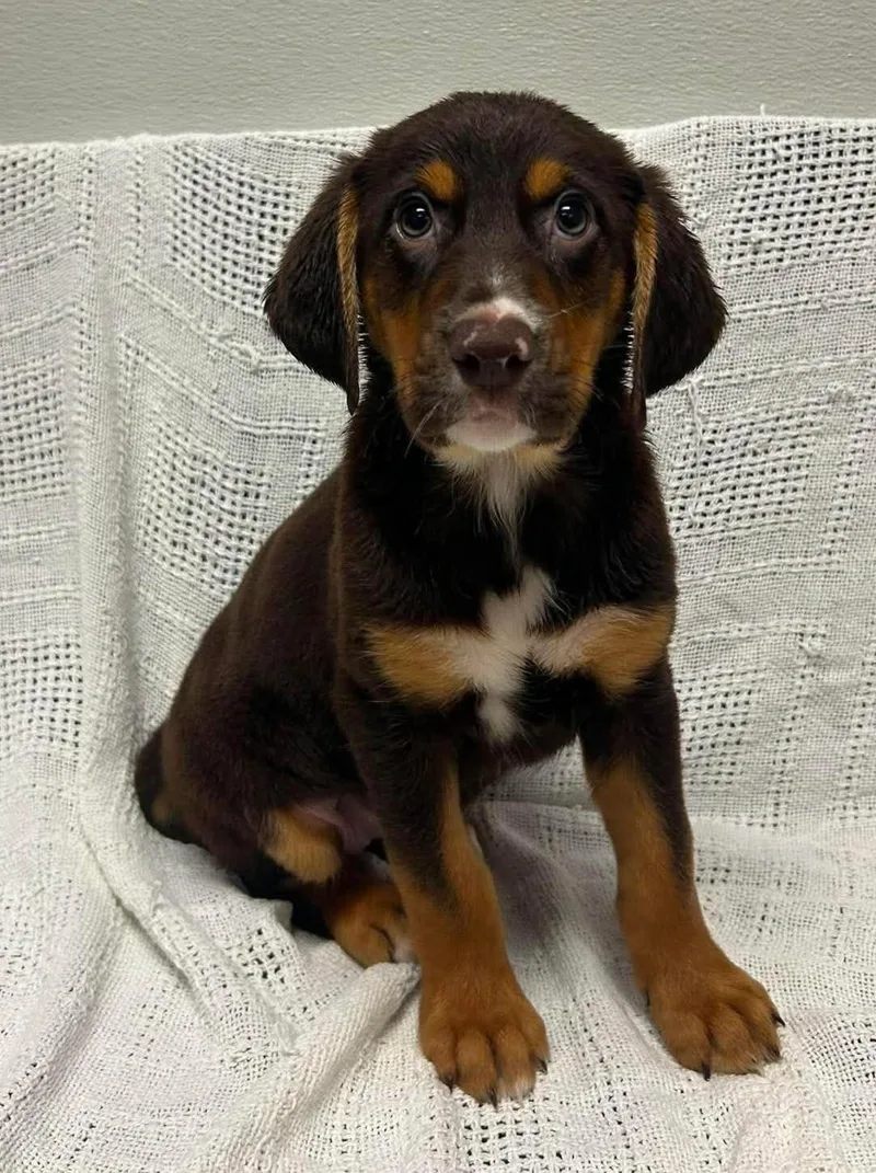 A baby medium-sized female Red / Chestnut / Orange Bloodhound dog named Winnie for adoption in Maryville, MO