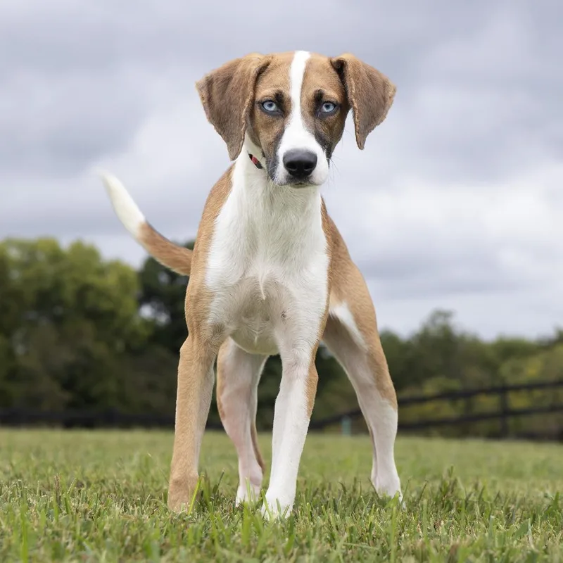 A young small-sized female Mixed Breed dog named River for adoption in Franklin, TN