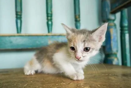 A baby small-sized female Domestic Short Hair cat named Salmon for adoption in San Antonio, TX