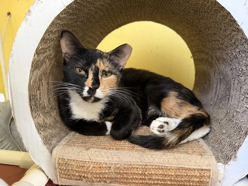 Sugar Cookie thumbnail 2