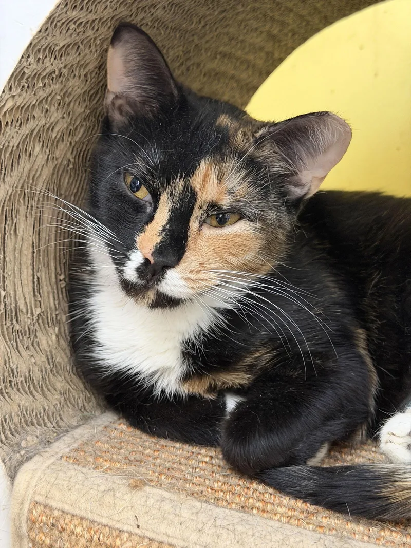 Sugar Cookie thumbnail 3