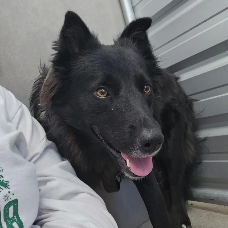 A young large-sized female Collie dog named Tumbleweed for adoption in Pullman, WA