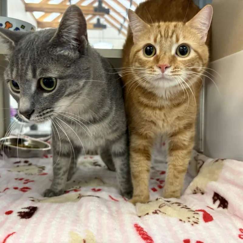 A young medium-sized male Gray / Blue / Silver Domestic Short Hair cat named Oswald for adoption in Gloucester, VA