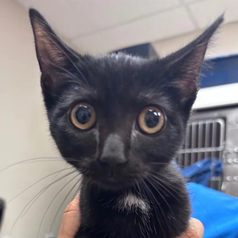A baby small-sized male Black Domestic Short Hair cat named Hoot for adoption in Santa Barbara, CA