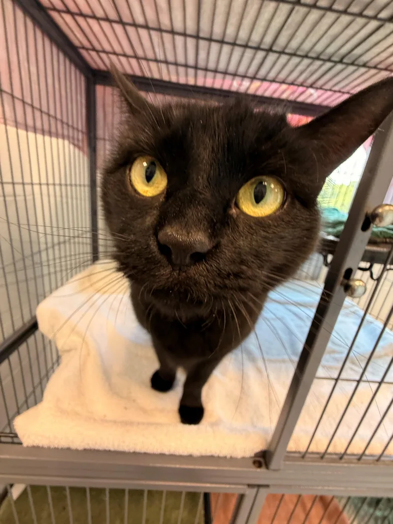 An adult large-sized female Black Domestic Short Hair cat named Coco for adoption in Stafford, VA
