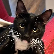 A young medium-sized male Domestic Short Hair cat named Sparky for adoption in New York, NY