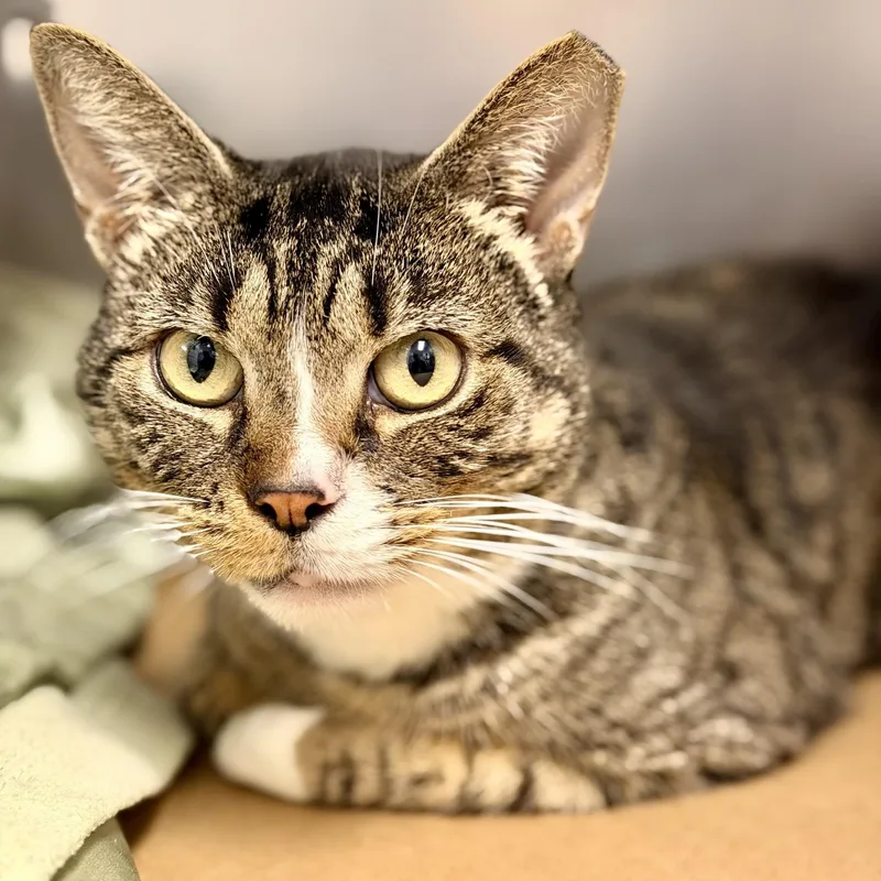 An adult medium-sized male Domestic Short Hair cat named Bigby for adoption in Manahawkin, NJ