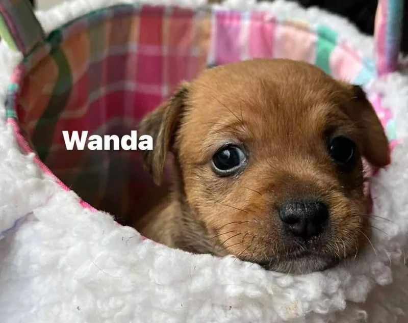 Wanda